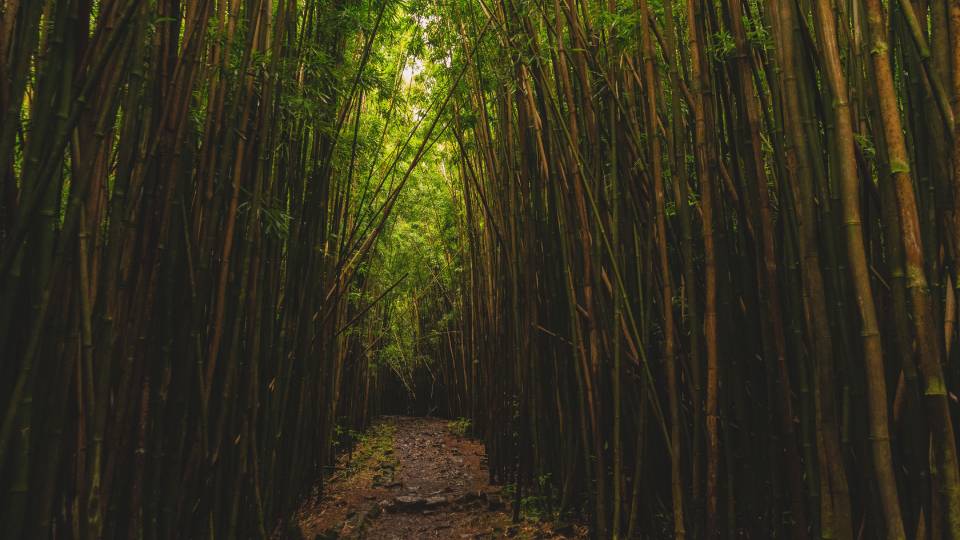 bamboo_pexels.jpg