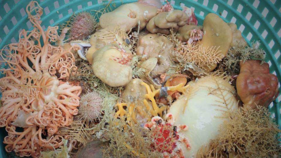 Deep-sea_sponges_NOAA_Fisheries.png